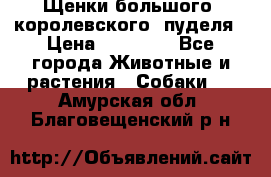 Щенки большого (королевского) пуделя › Цена ­ 25 000 - Все города Животные и растения » Собаки   . Амурская обл.,Благовещенский р-н